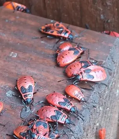 Fachwerkhof Goedringen *